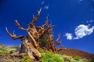 Bristlecone Pine, Schulman Grove-3940 Bristlecone Pine, Schulman Grove-3940